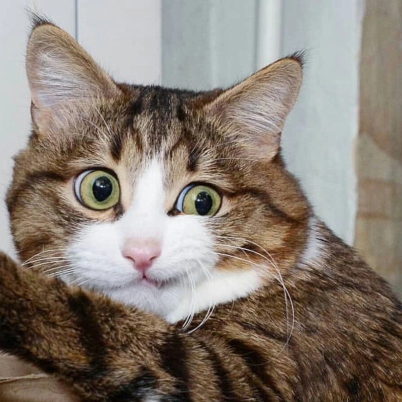 Não đang xử lý thông tin nhưng chỉ toàn meme khó hiểu quá