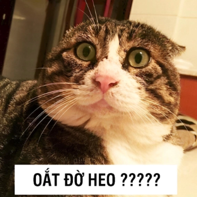 Không thể tin vào mắt mình, đúng chuẩn meme mèo khó hiểu