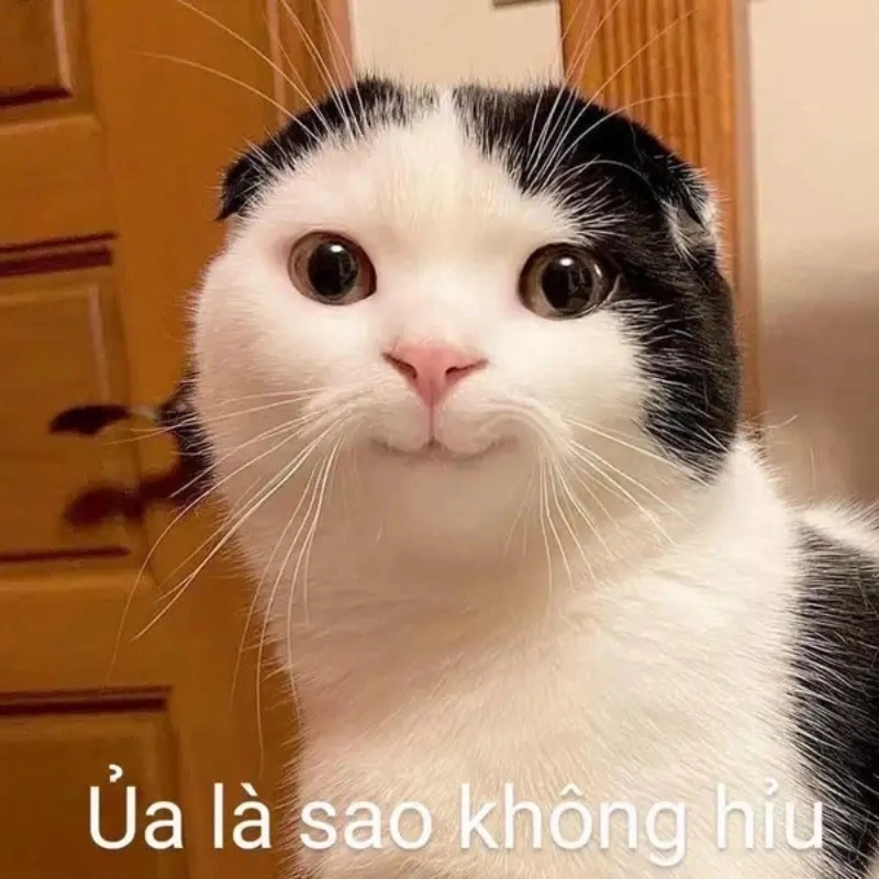 Biểu cảm hoang mang cực mạnh, chuẩn mood meme không hiểu