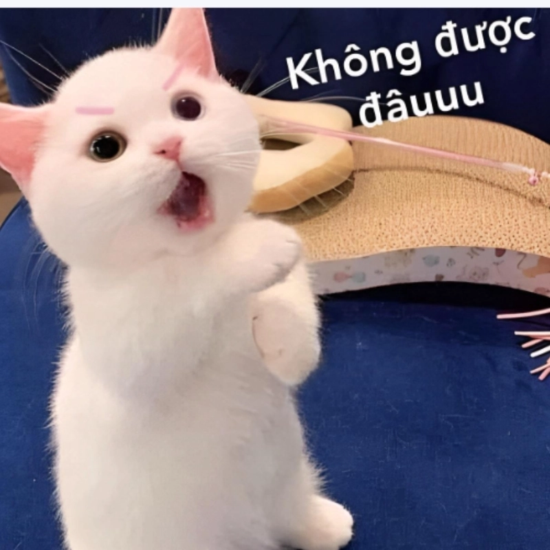 Khi bạn nhất quyết không nghe lời meme không chịu
