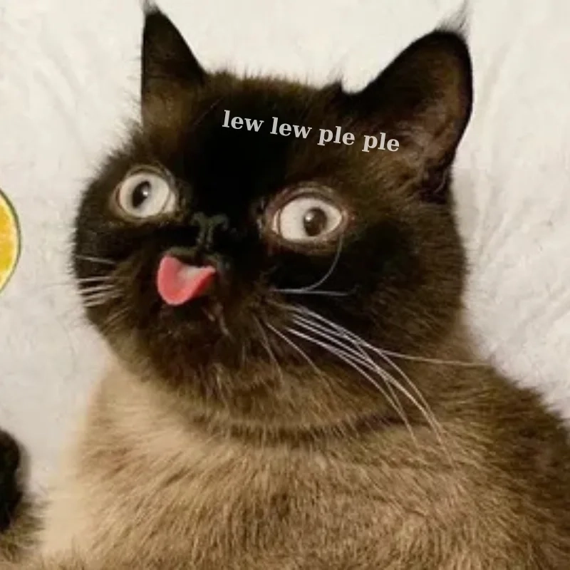 Không thể nhịn cười với những cười meme mèo bựa hot trend