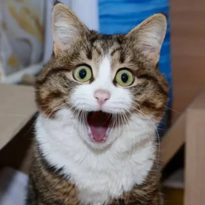 Cười thả ga với những buồn cười meme mèo bựa siêu bựa
