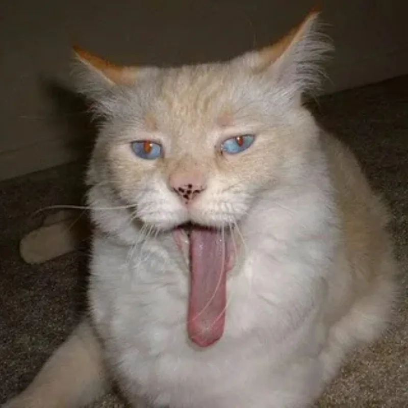 Bộ sưu tập meme mèo cười bựa dành cho những ai thích sự hài hước