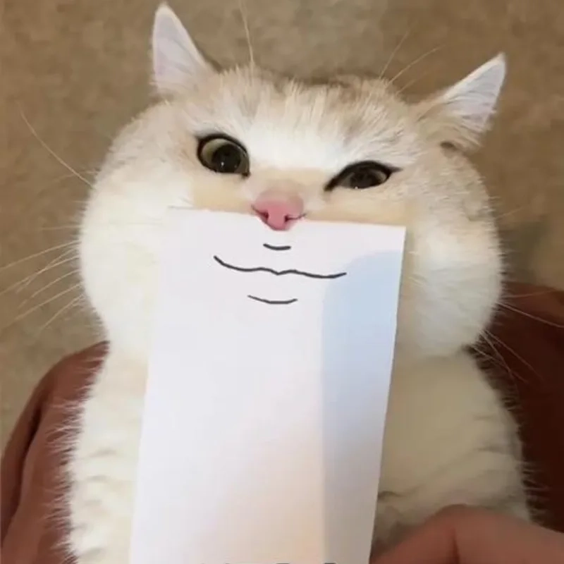 Tổng hợp cute meme mèo bựa giúp bạn xả stress nhanh chóng