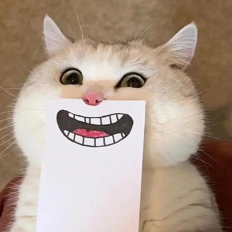 Đổi ngay avatar mèo bựa cute để thể hiện cá tính hài hước