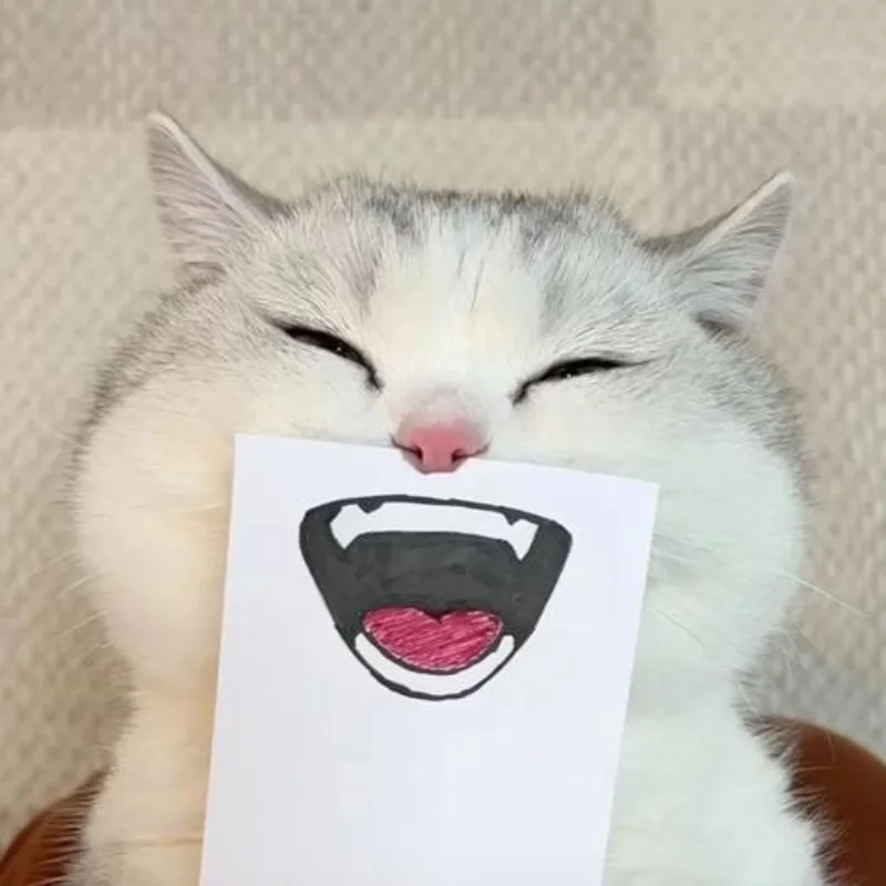 Biểu cảm hài hước của bựa cute meme mèo xin lỗi siêu dễ thương