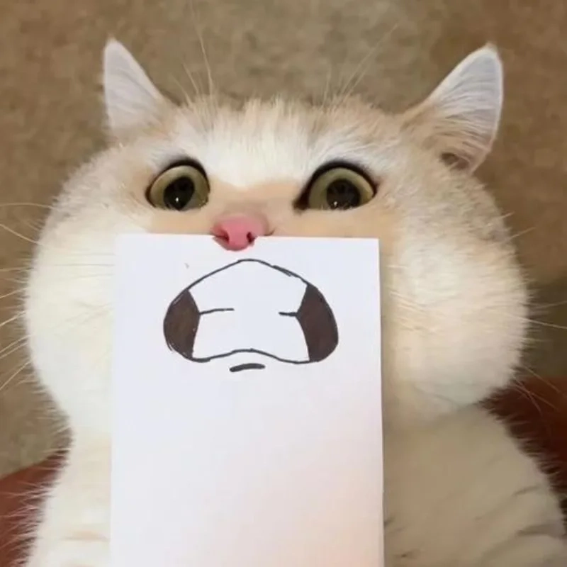 Mê mẩn với bộ sưu tập cute cute meme mèo bựa hot nhất