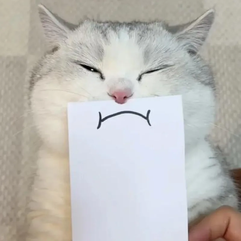 Những hình mèo bựa cute siêu hài hước khiến bạn không nhịn được cười