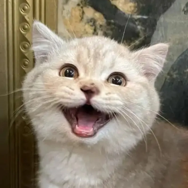 Sự kết hợp hoàn hảo của ảnh con mèo cười meme