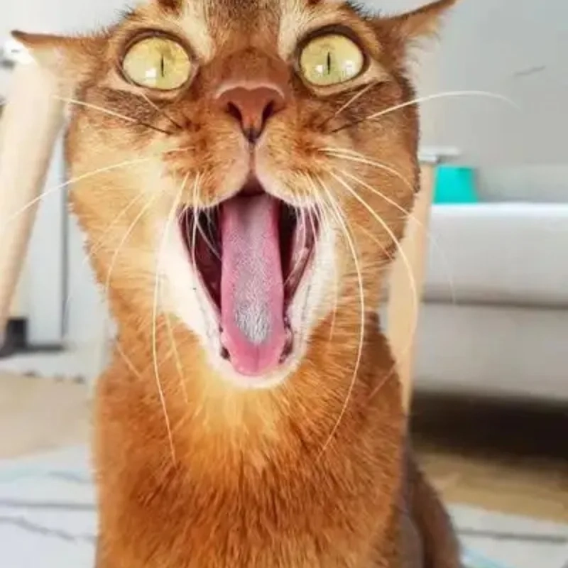 Biểu cảm huyền thoại từ mèo meme cười