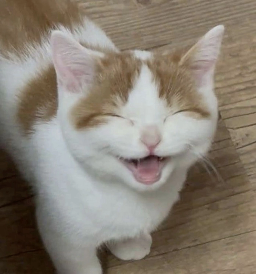 Biểu cảm chất chơi của cười meme mèo cười