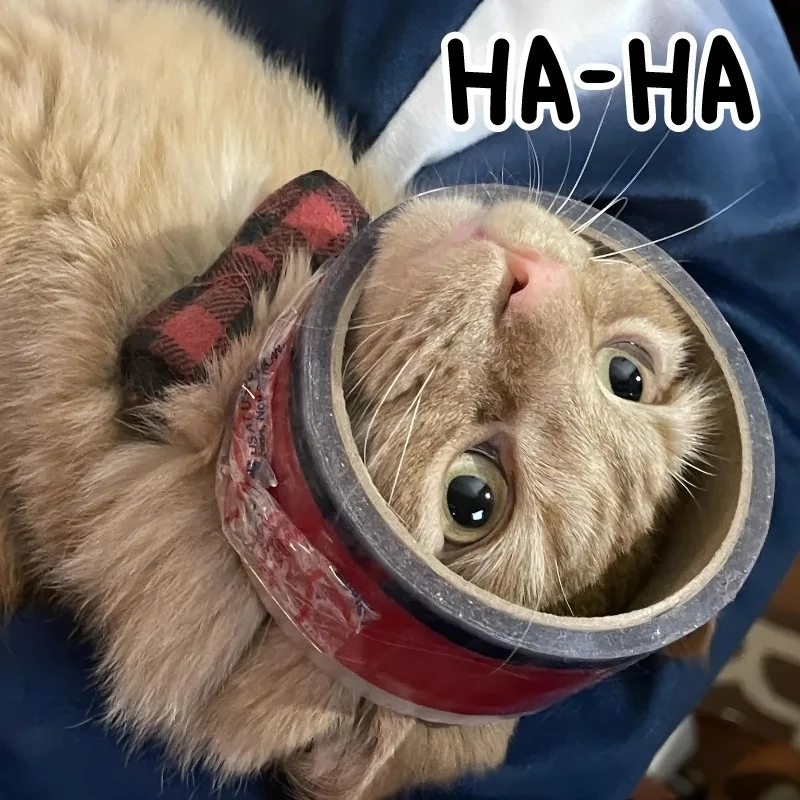Một nét bựa cute meme mèo cười không ai cưỡng lại được