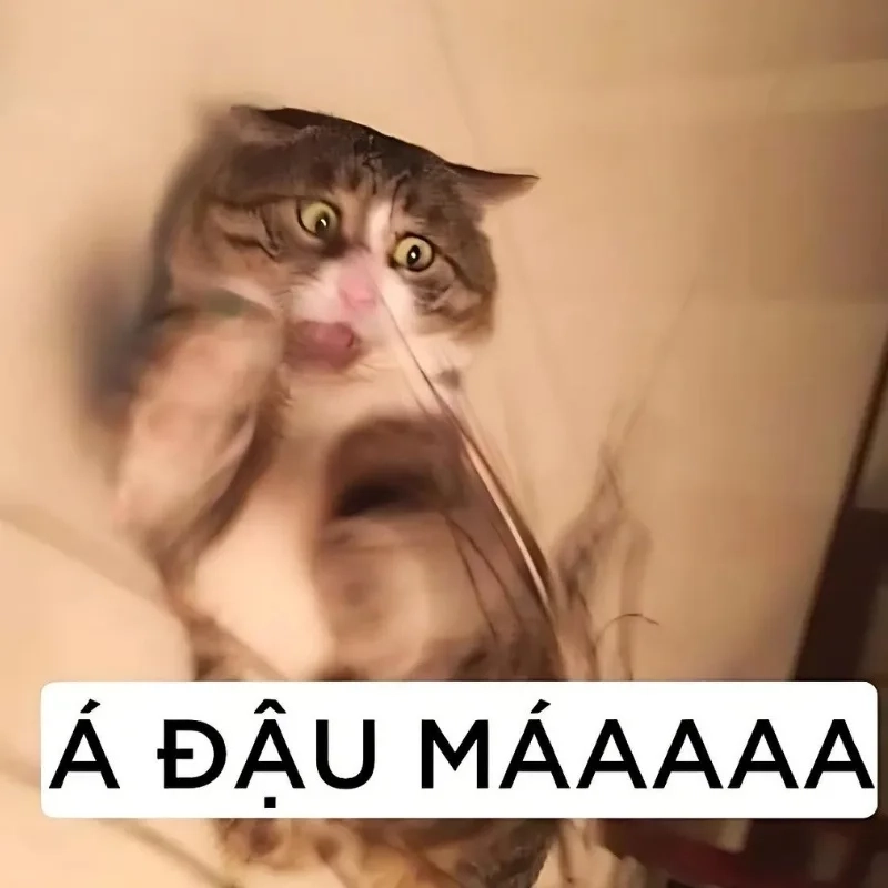 Không thể nhịn với buồn cười meme mèo bựa