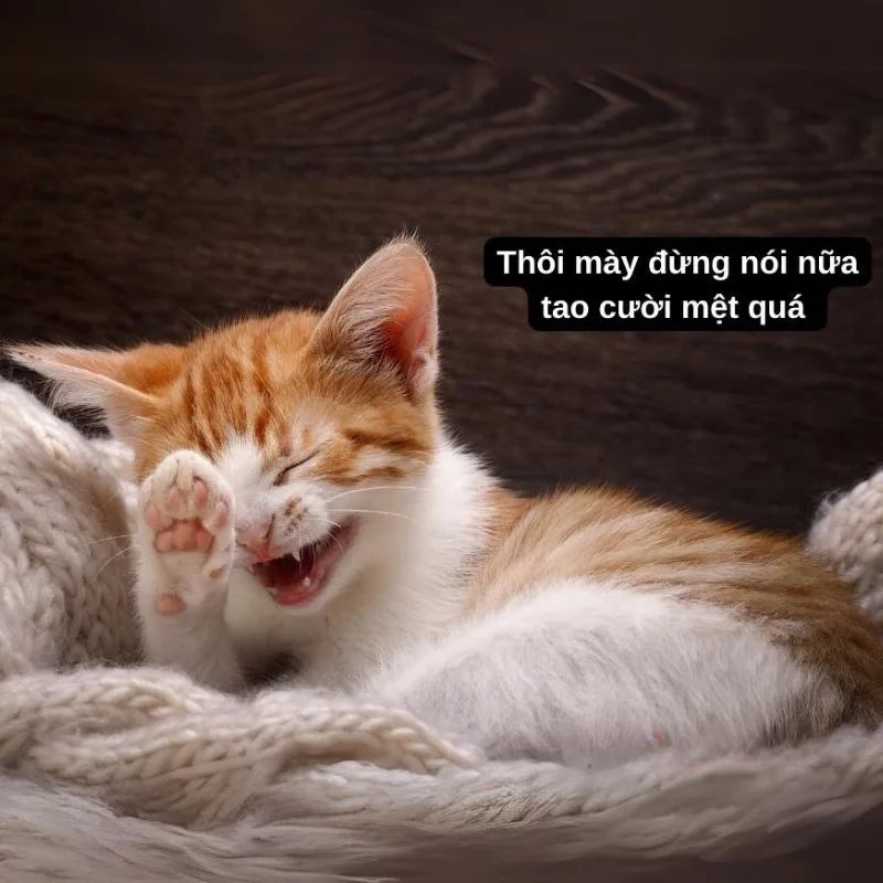 Khi ai đó nói điều vô lý với cười ảnh chế meme mèo bựa