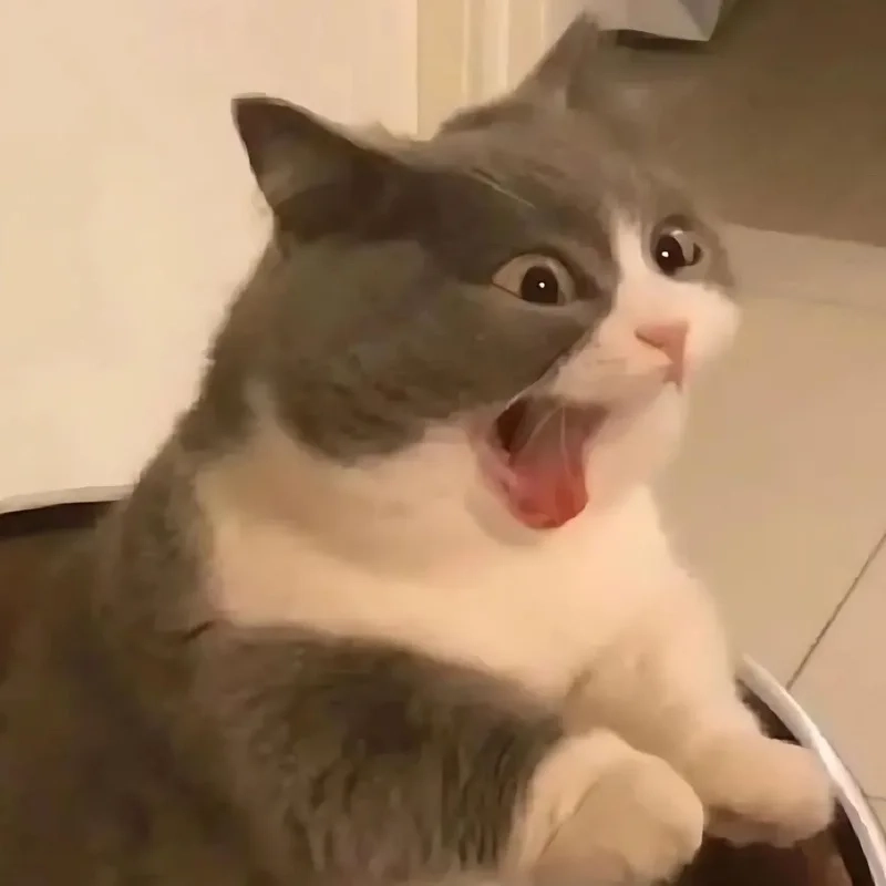 Nụ cười chất chơi từ meme mèo bựa cười