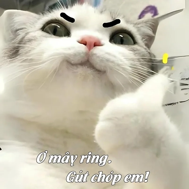 Bất ngờ tột độ với cười há mồm ảnh chế meme mèo bựa