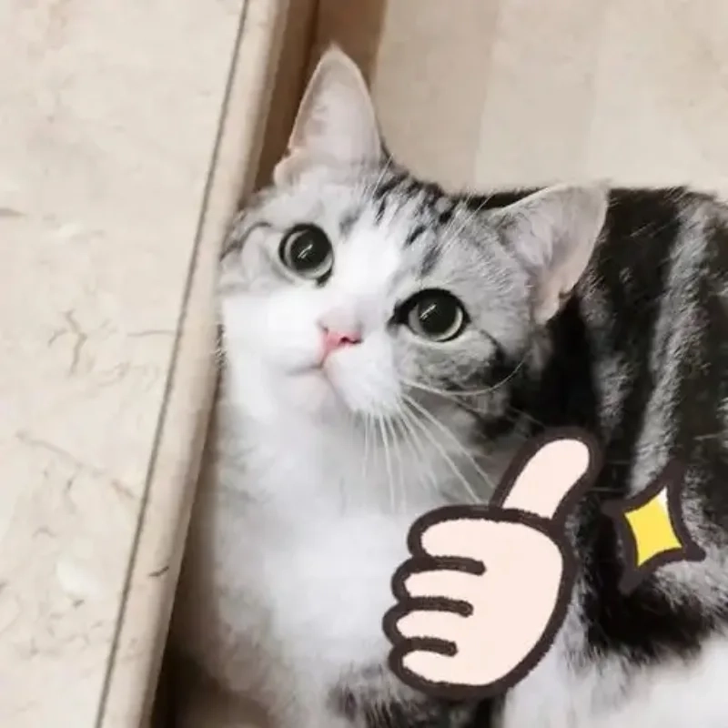 Khi thấy ai đó nói sai với meme mèo chỉ tay