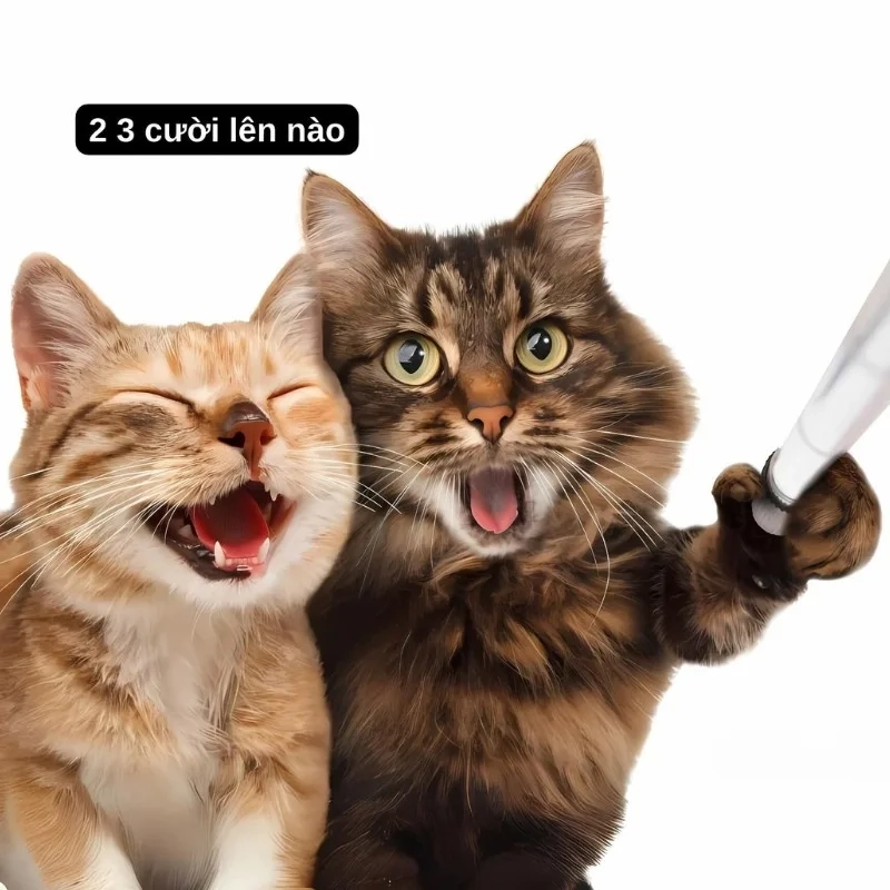 Khi bạn bóc phốt ai đó với meme mèo chỉ tay cười