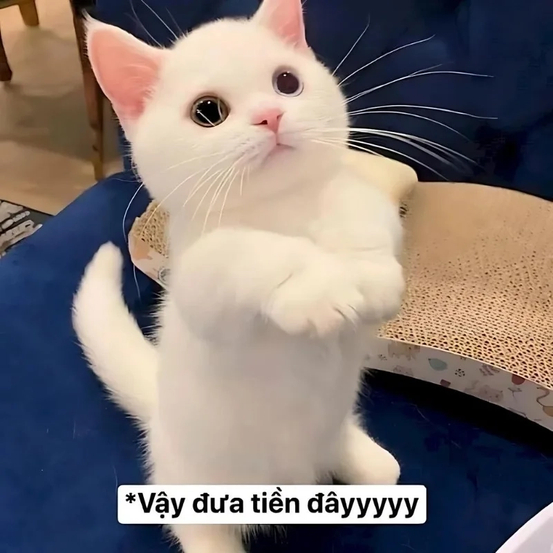 Cười sảng với meme con mèo chỉ tay cười