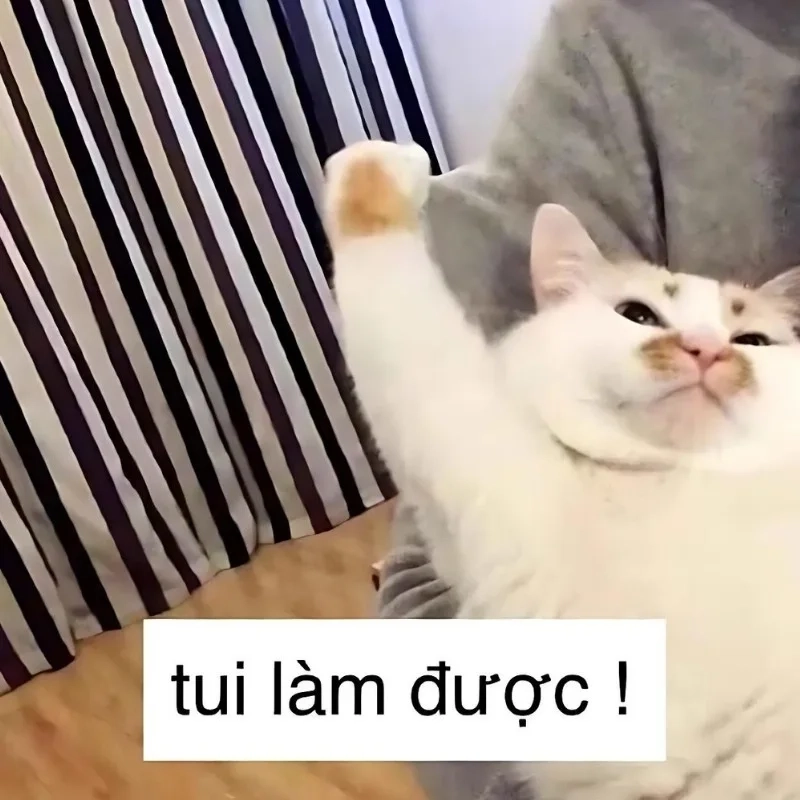 Dùng ảnh meme mèo cười chỉ tay ngay khi thấy ai đó ngớ ngẩn