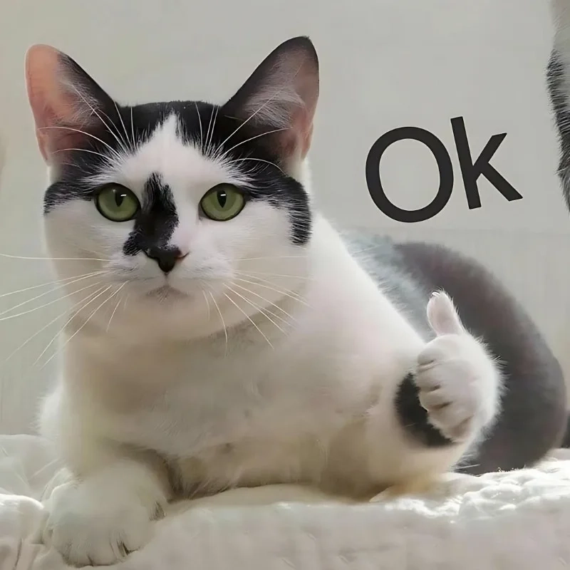 Đỉnh cao cà khịa từ mèo chỉ tay cười meme