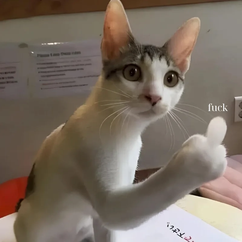 Một cú chỉ tay meme mèo cười chỉ tay chuẩn không cần chỉnh