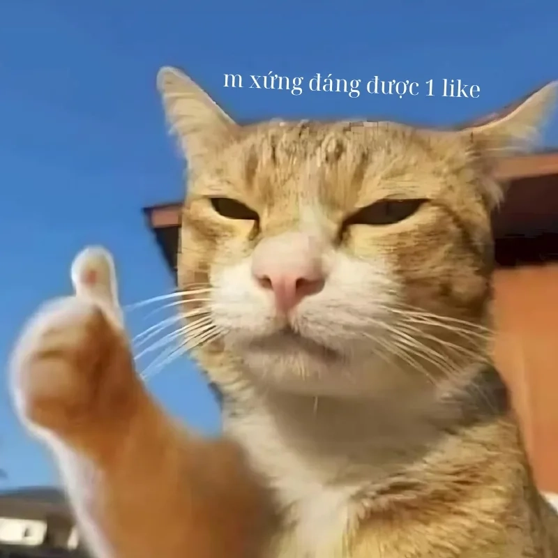 Đừng bỏ lỡ meme chỉ tay con mèo cực viral