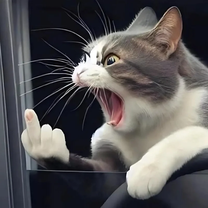 Biểu cảm đỉnh cao từ ảnh meme mèo cười chỉ tay