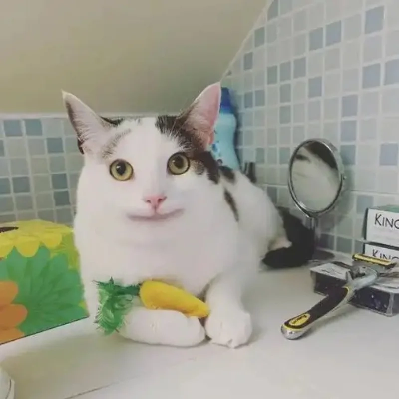 Một pha cười đểu mèo vô tri meme cực chất