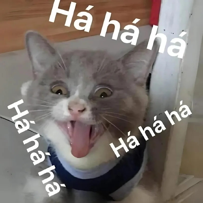 Ánh mắt đầy ẩn ý từ cười đểu mèo meme