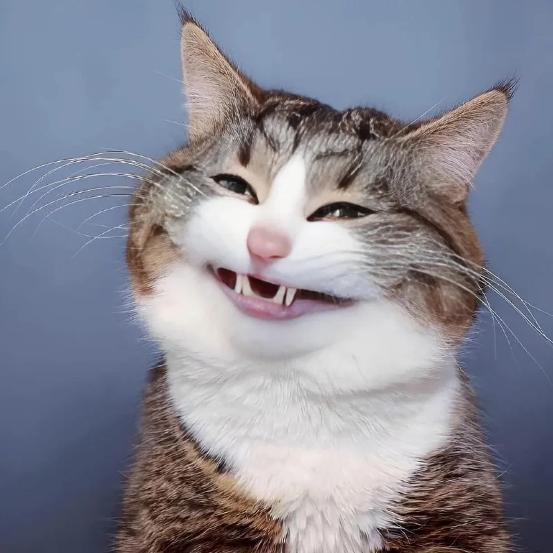 Không thể nhịn cười với cười đểu meme mèo cười đểu