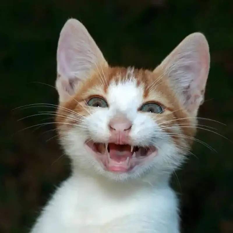 Thần thái đểu meme mèo cười đểu không thể chối cãi