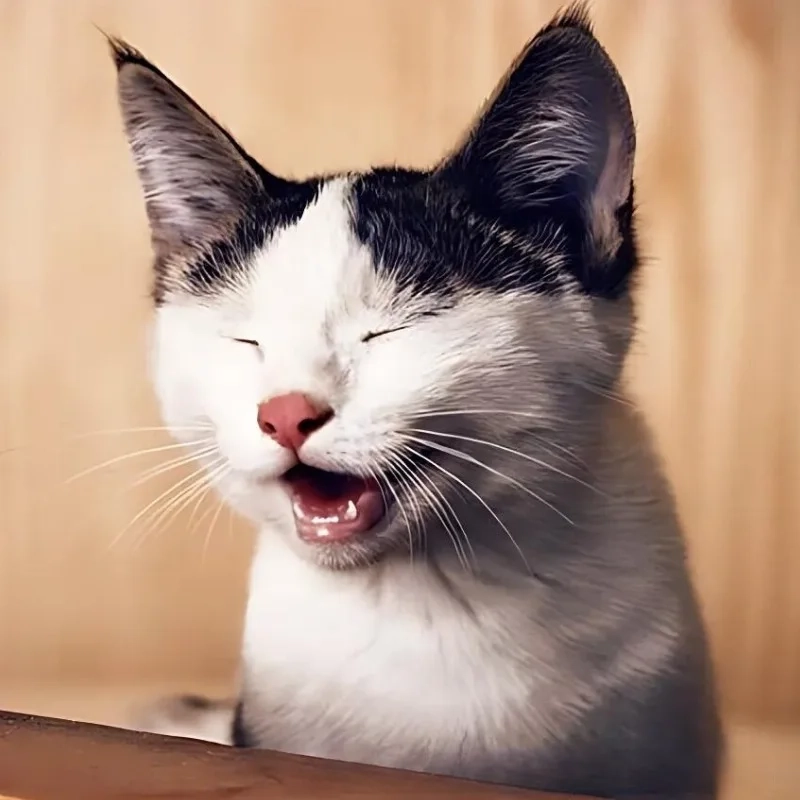 Cảm giác khi bạn thắng cãi với cười đểu meme mèo