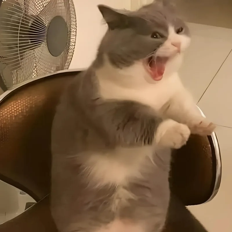 Khoảnh khắc vàng của ảnh meme mèo cười đểu