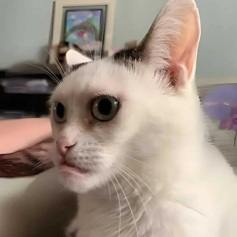 Độ cười đểu cười đểu meme mèo bựa đạt max level