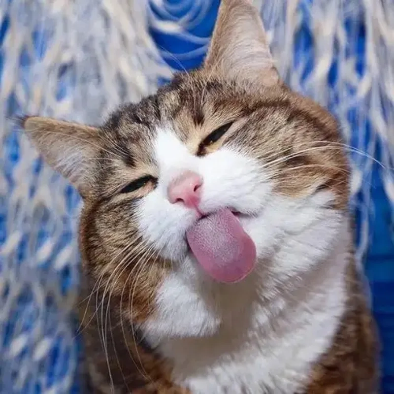 Lưu ngay ảnh meme con mèo cười để dùng khi cần