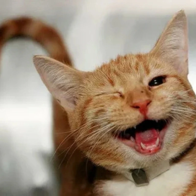 Cười lăn với những meme mèo hài hước siêu lầy lội