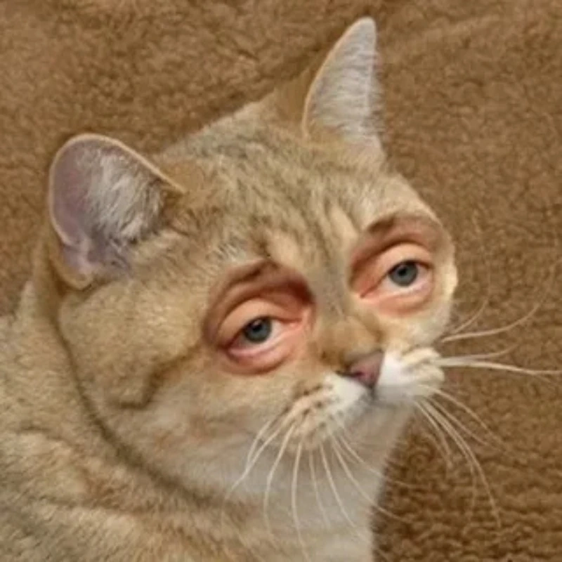 Loạt meme mèo hài bựa cực chất, xem là cười ngất