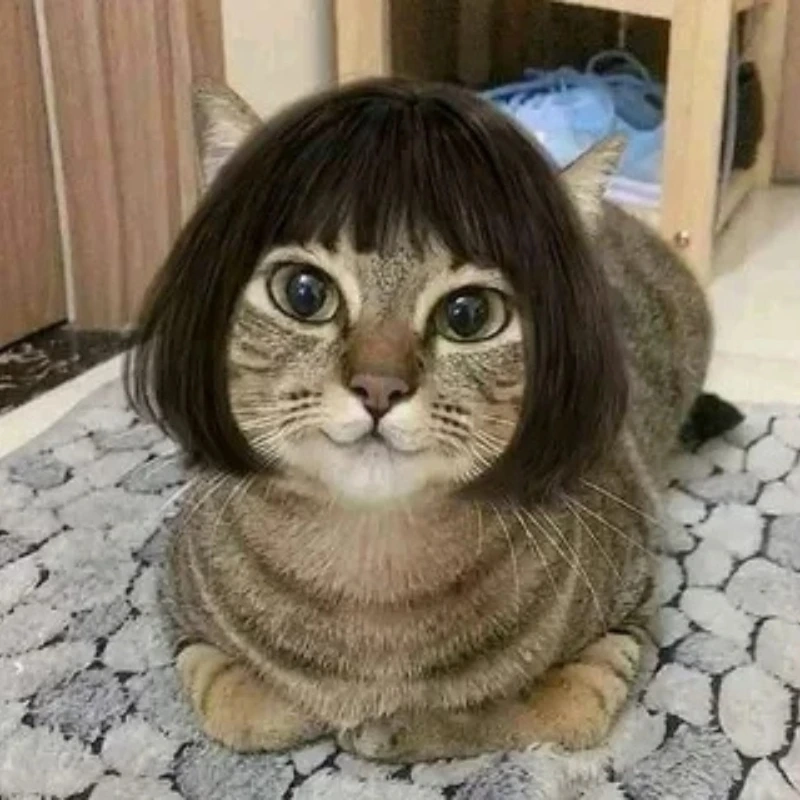 Những khoảnh khắc ảnh hài meme mèo bựa độc đáo nhất