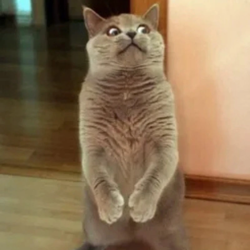 Mèo cũng biết