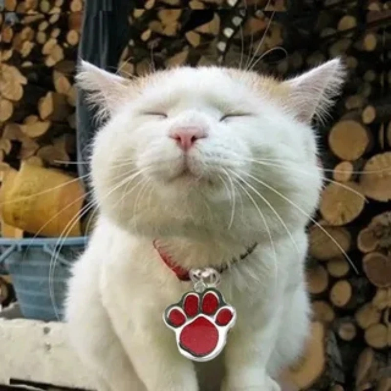 Biểu cảm siêu lầy của meme mèo đứng hai chân gây sốt
