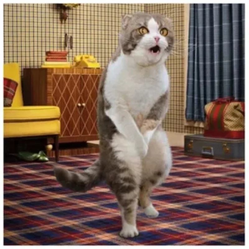 Trọn bộ mèo hài bựa mèo hài bựa ảnh meme hot trend