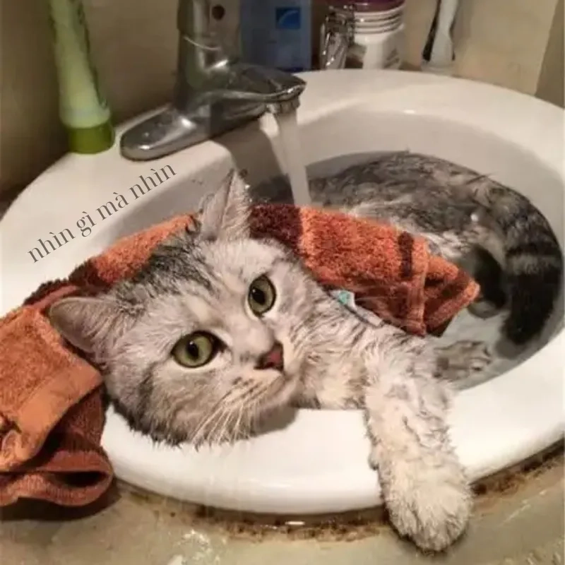 Bộ sưu tập meme hài bựa mèo hài hước nhất năm nay