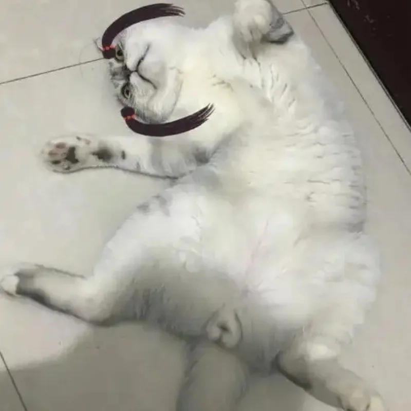 Những ảnh hài meme mèo bựa đang được chia sẻ rầm rộ