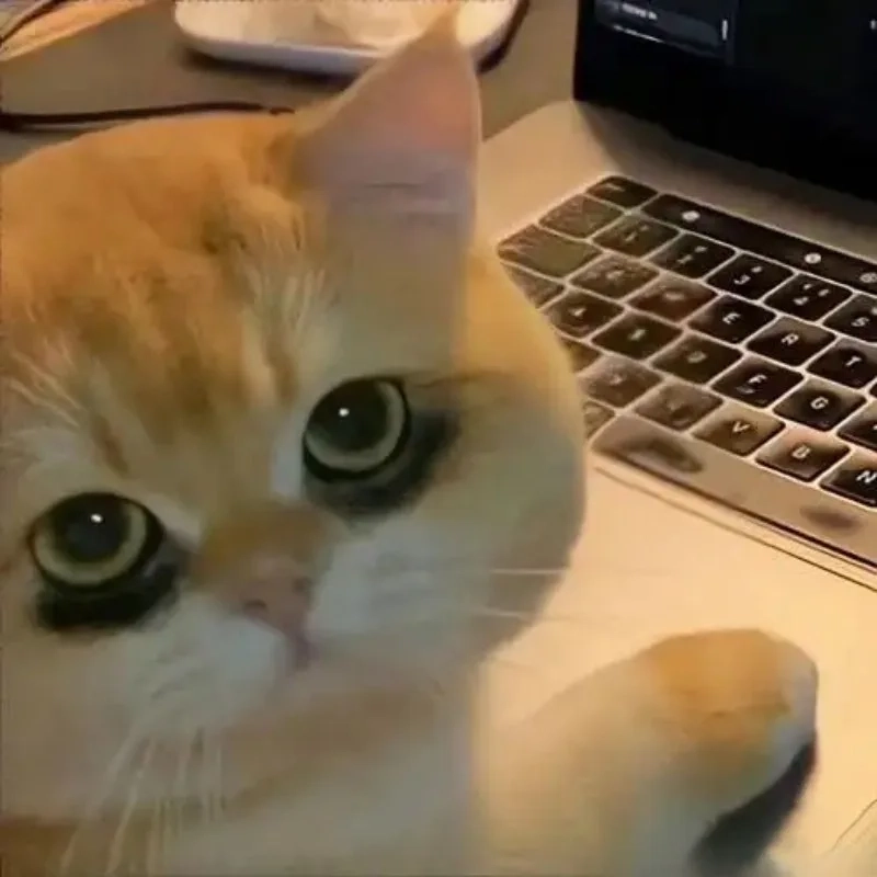 Tổng hợp meme bựa ảnh mèo hài hước hot nhất MXH