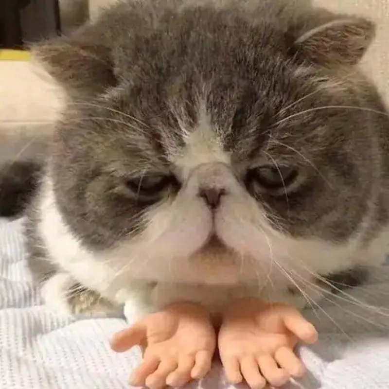Không thể nhịn cười với hài hước ảnh chế meme mèo bựa