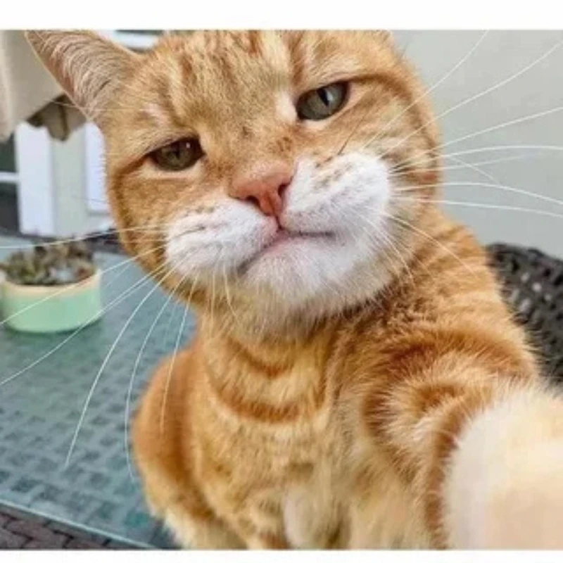 Tổng hợp mèo meme hài hước lầy lội nhất MXH