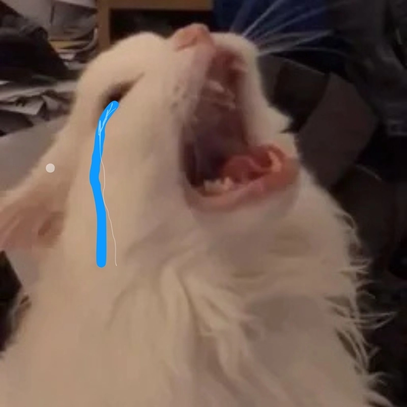 Đây là meme mèo gào khóc khi lương về rồi đi
