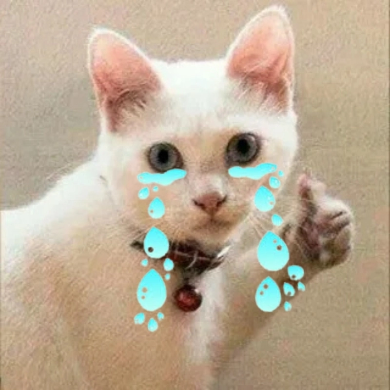Khi bạn vừa cười vừa đau meme con mèo khóc like