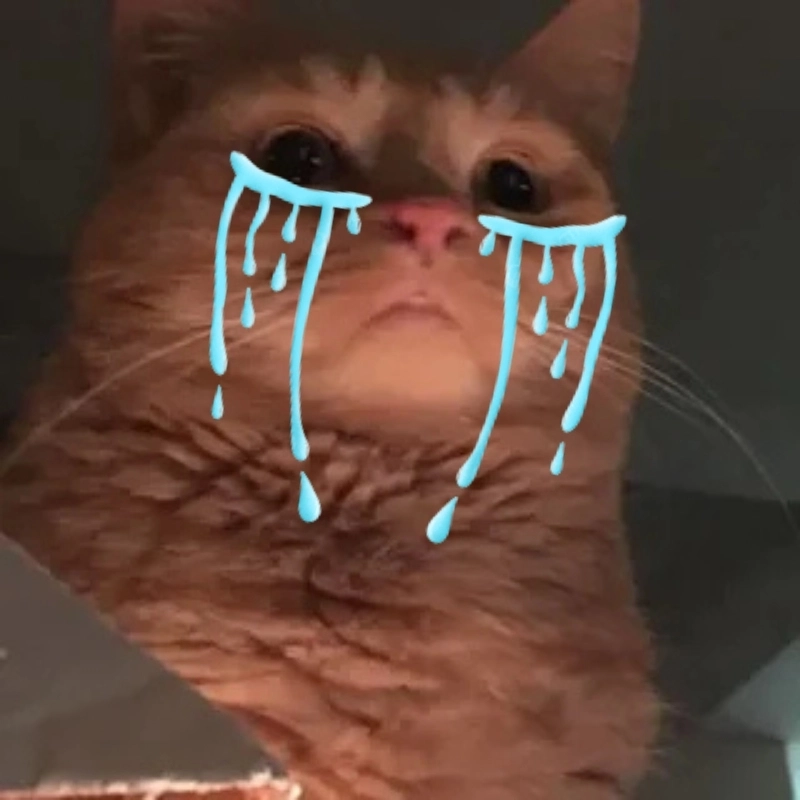 Nước mắt rơi theo nhịp meme khóc meme ảnh mèo